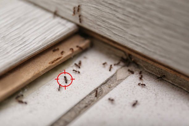 Best Pest Inspection Near Me  in Manchester, GA