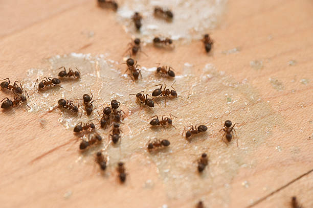 Best Best Pest Control Companies  in Manchester, GA