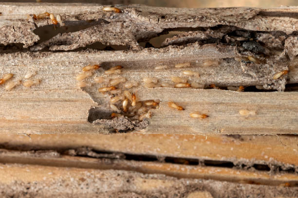 Best Best Pest Control Companies  in Manchester, GA